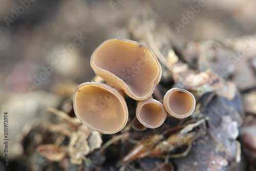 Ciboria batschiana, known as Ciboria fungus or catkin cup fungus, growing from oak acorn in Finland photo