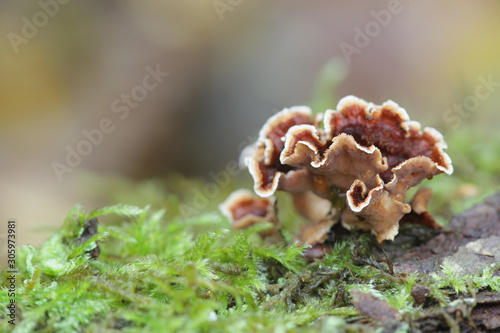 Stereum gausapatum, known as Bleeding Oak Crust, wild fungus from Finland