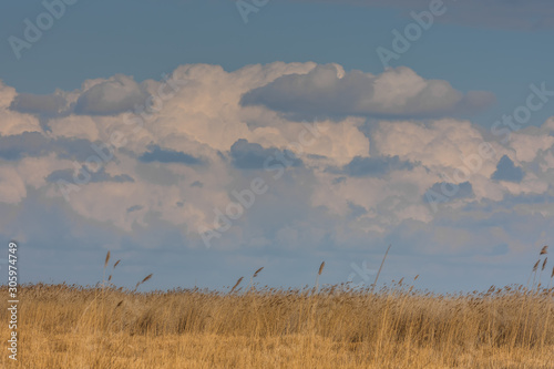 landschaft mit schilf am see