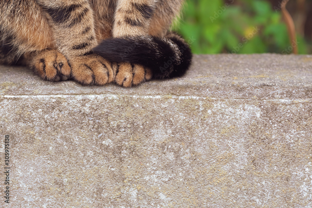 ネコ 野良猫 しっぽイメージ素材 ブロック塀の上に座る縞模様のきれいな地域猫 キジトラ Stock Photo Adobe Stock