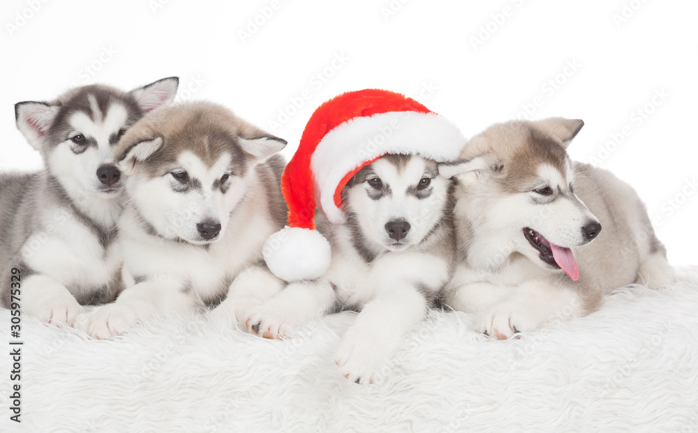 Naklejka premium Animals. Four puppies Husky white isolated, Christmas hat