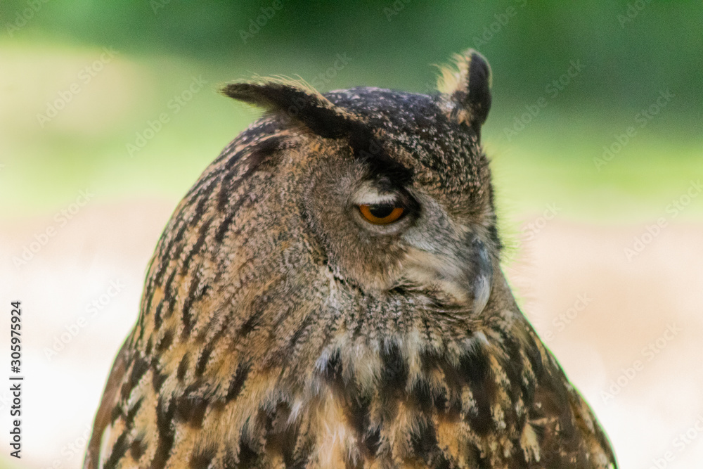 an eagle owl resting in his innkeeper an eagle owl resting in his innkeeper
