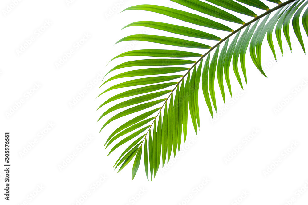 Fototapeta tropical and coconut leaf isolated on white background, summer background