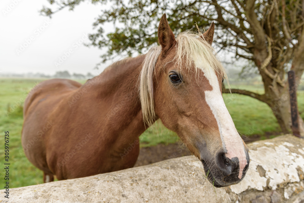 Close up of a brown horse, with a light colored mane Close up of a brown horse, with a light colored mane