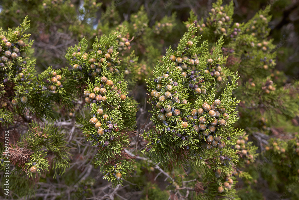 Obraz premium Juniperus phoenicea