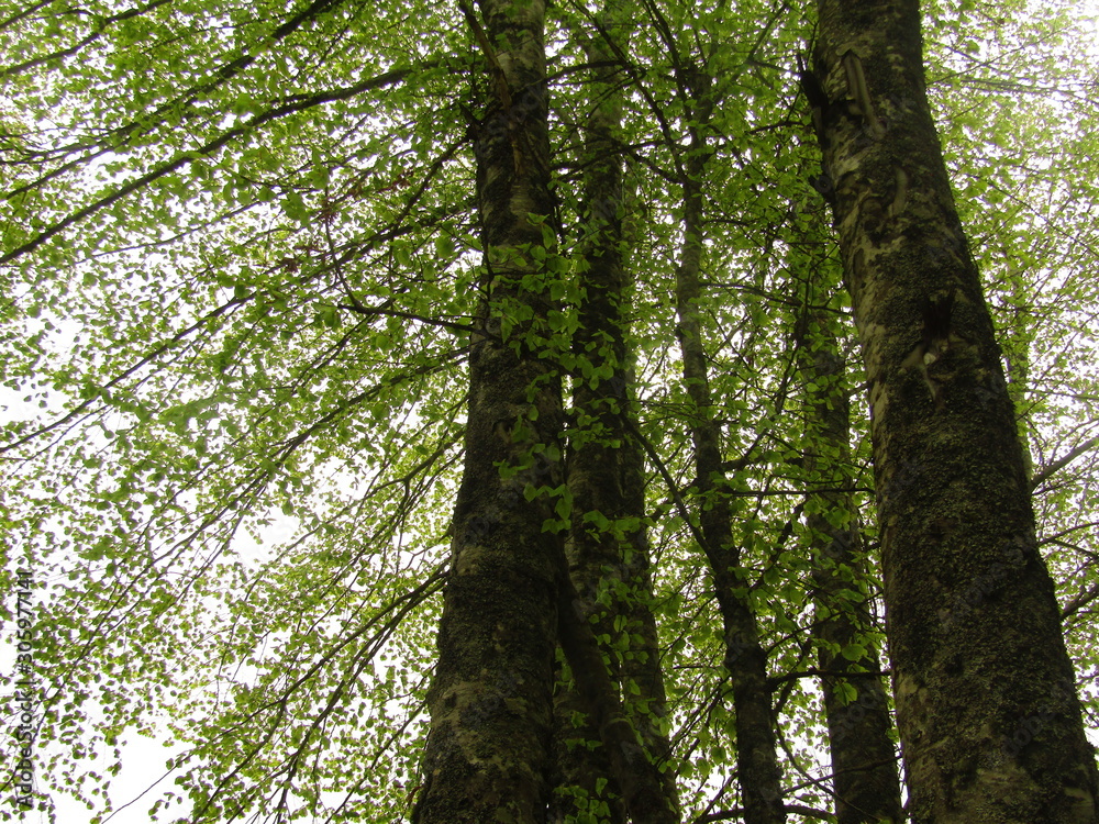 Obraz premium tree in the forest