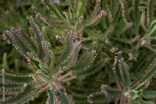 Kalanchoe х houghtonii photo