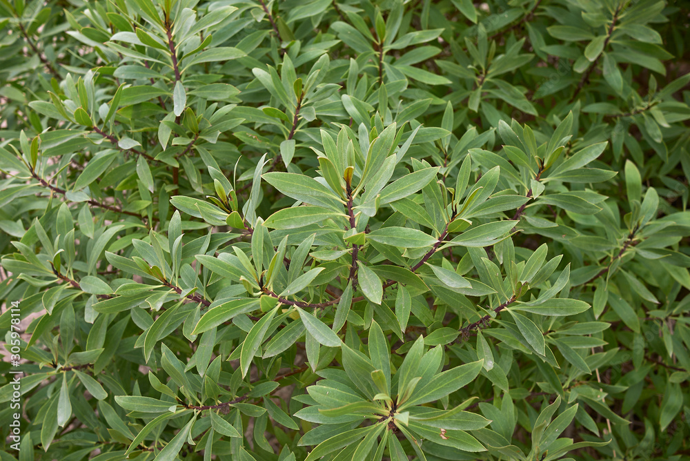 Myoporum laetum