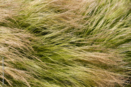 .Beautiful grass. Natural green background.