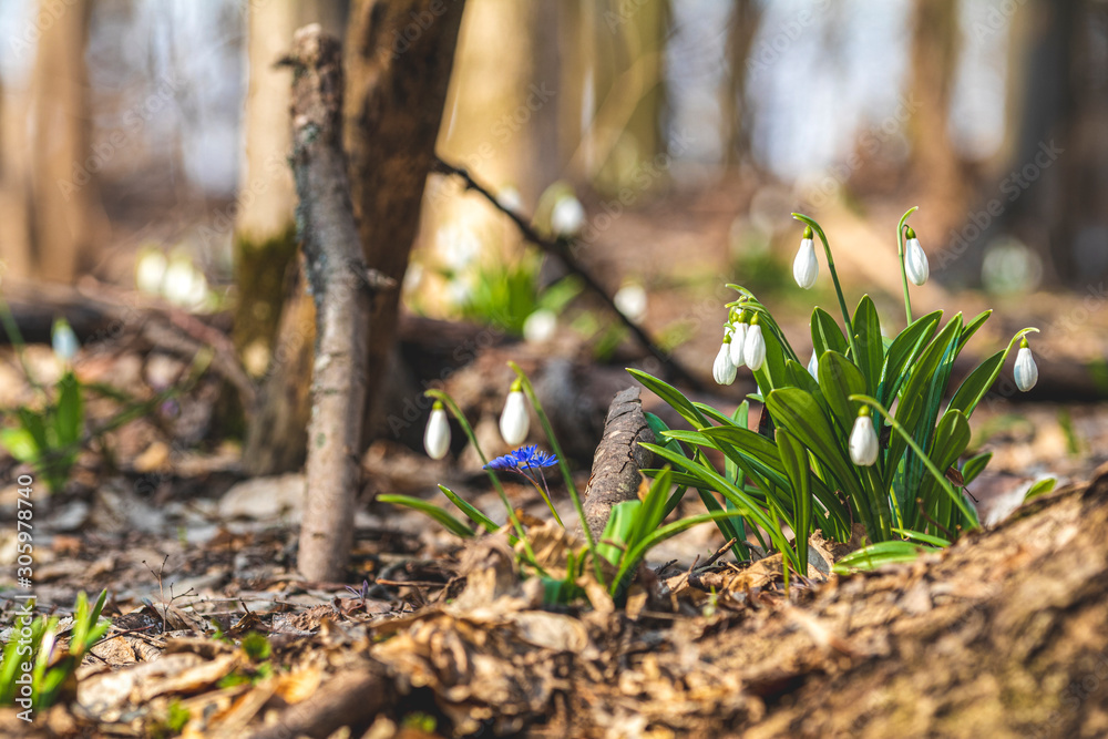 White blooming snowdrop folded or Galanthus plicatus with water drops in the forest background. Sunny spring day, dolly shot, close up, shallow depths of the field White blooming snowdrop folded or Galanthus plicatus with water drops in the forest background. Sunny spring day, dolly shot, close up, shallow depths of the field