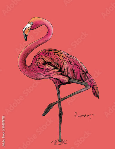 The flamingo bird on pink background,hand draw