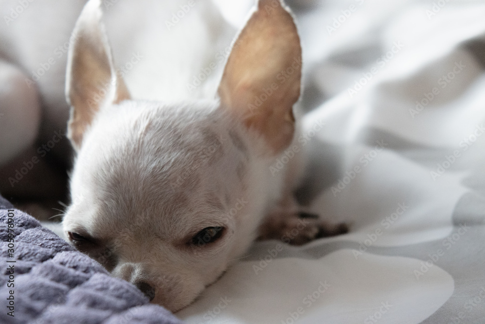 Sleeping chihuahua on a bed resting. sleepy Sleeping chihuahua on a bed resting. sleepy