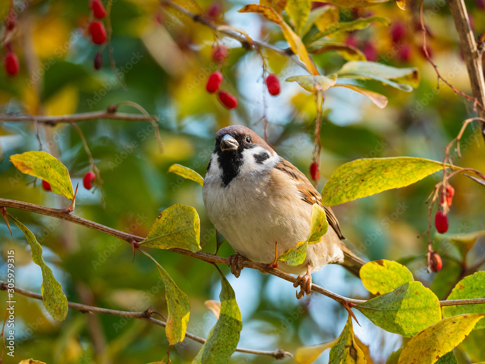 Fototapeta premium Close-up of sparrow on the twig