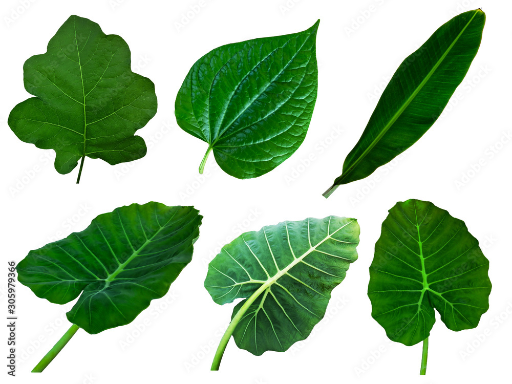 A collection of many leaves, including eggplant leaves, betel or Wildbetal Leafbush leaves, banana leaves and Elephant ear leaf, isolated on white background A collection of many leaves, including eggplant leaves, betel or Wildbetal Leafbush leaves, banana leaves and Elephant ear leaf, isolated on white background