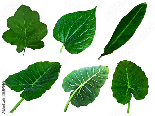 A collection of many leaves, including eggplant leaves, betel or Wildbetal Leafbush leaves, banana leaves and Elephant ear leaf, isolated on white background