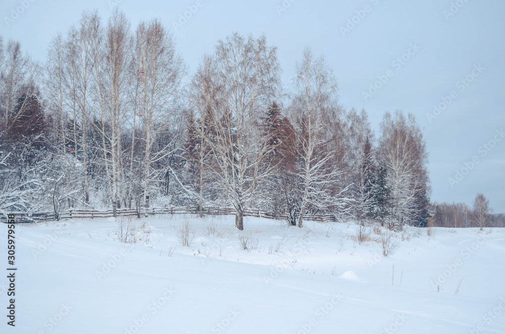 Snowy winter landscape with the forest and the sky, the sun. Winter forest trees in white snow. Frosty sunny day. New year Christmas in Siberia. Walk through the beautiful winter forest.