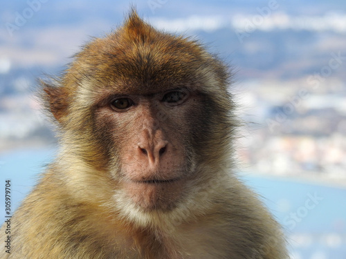 Wild Barbary Macaque on Gibralter