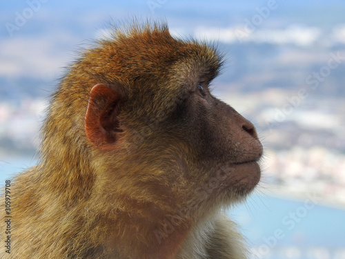 Wild Barbary Macaque in Profile