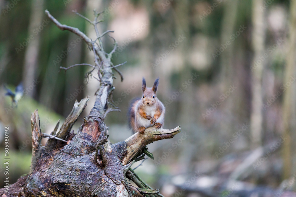 Squirrel on a fallen tree stump
