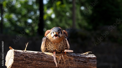 Obraz na plátně Jeune rapace criant sur une branche