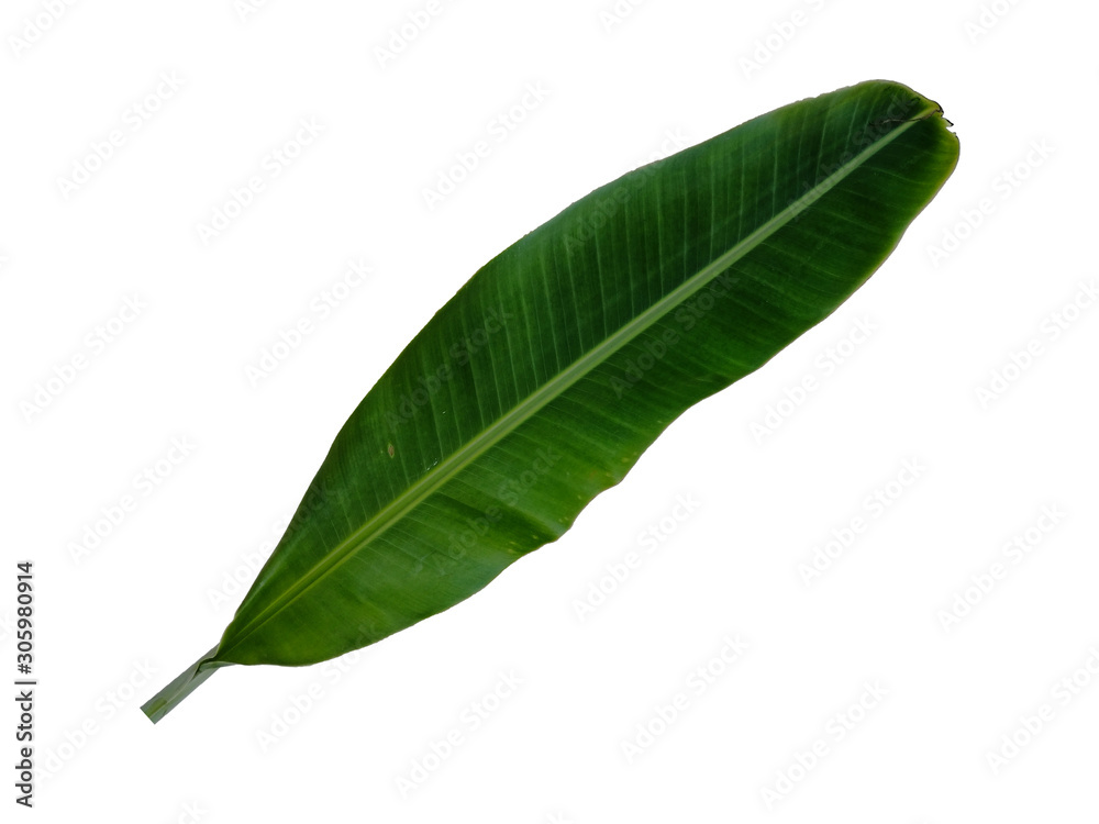 Obraz premium Banana leaf isolated on a white background, natural green leaves