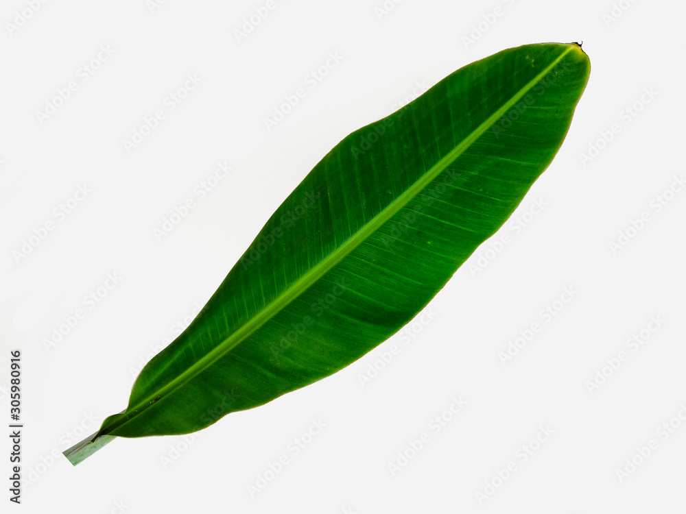 Fototapeta premium Banana leaf isolated on a white background, natural green leaves