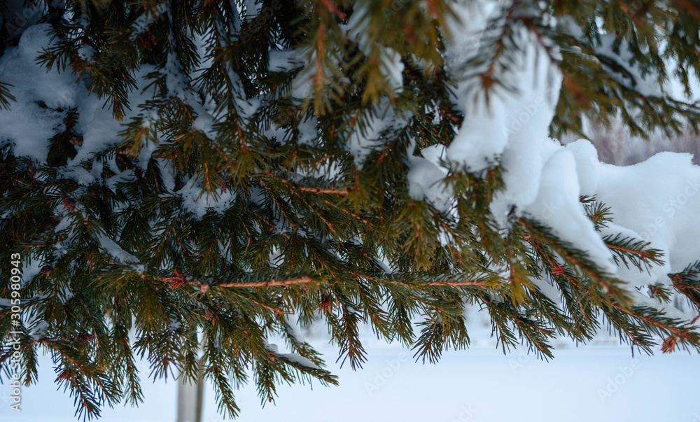 Obraz premium The fluffy branches of the Christmas tree are covered with snow. Winter spruce natural in Siberia in the New year