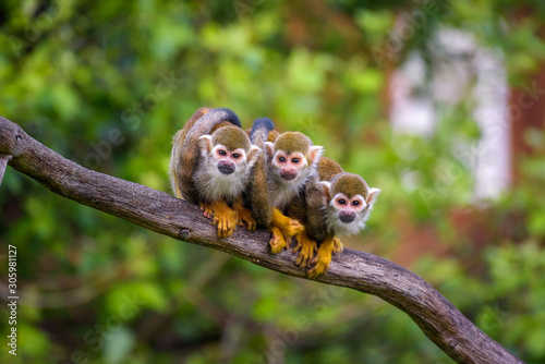 Three common squirrel monkeys sitting on a tree branch photo