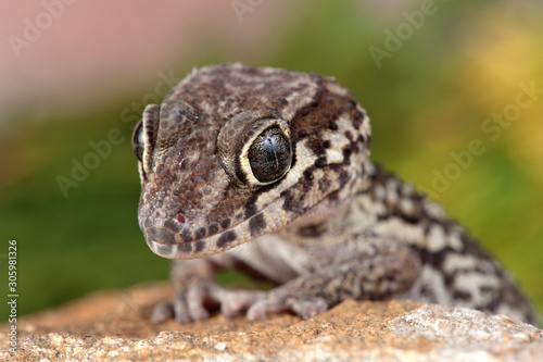 Paroedura picta photo