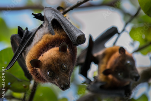 Fruit Bat