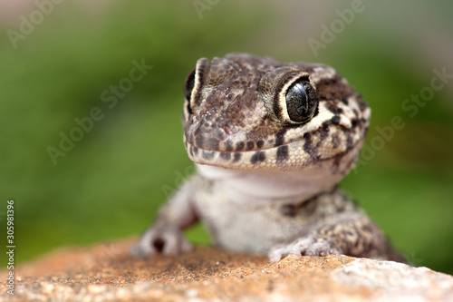 Paroedura picta photo