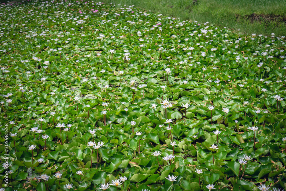 white lotus flower with green leaves white lotus flower with green leaves