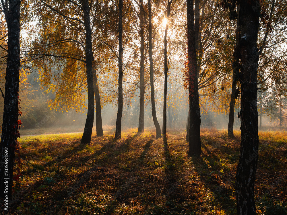 Morning sun beams light in autumn misty forest with birch trees