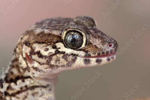 Paroedura picta photo