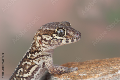 Paroedura picta photo