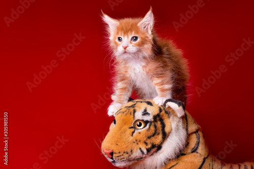 Adorable cute maine coon kitten sitting on a tiger on red background in studio, isolated.