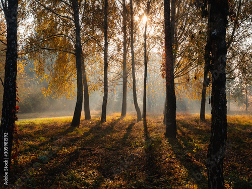 Morning sun beams light in autumn misty forest with birch trees