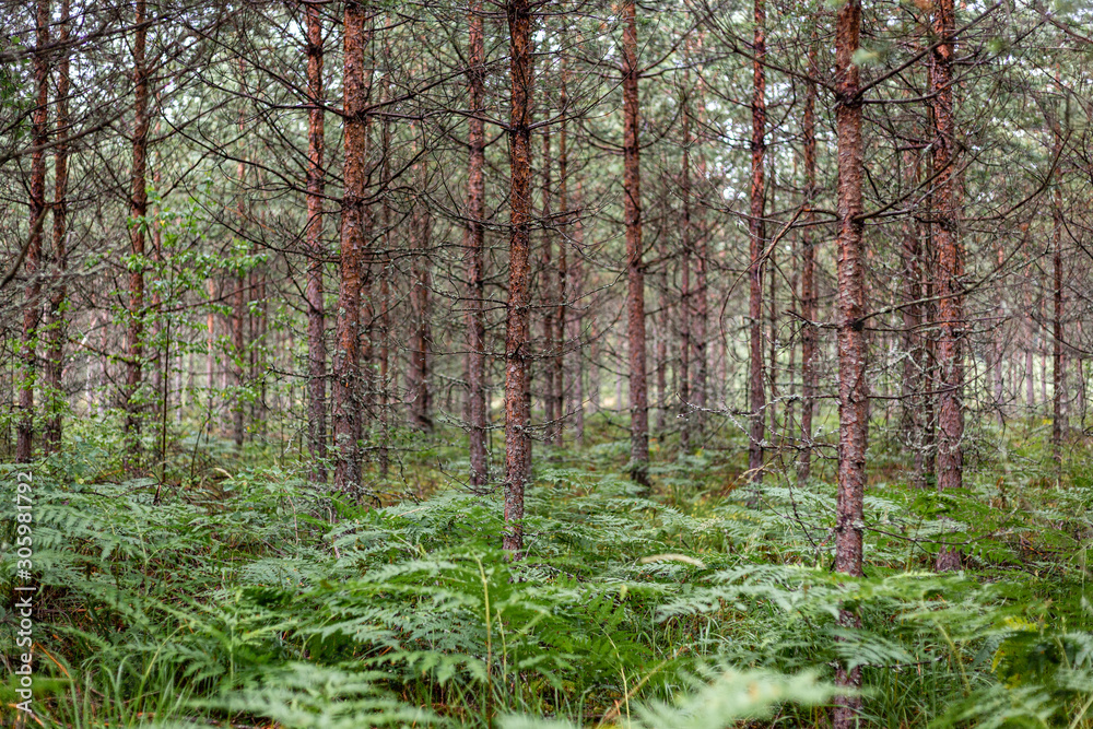 Obraz premium Forest view with new pine trees and fern in summer in Latvia