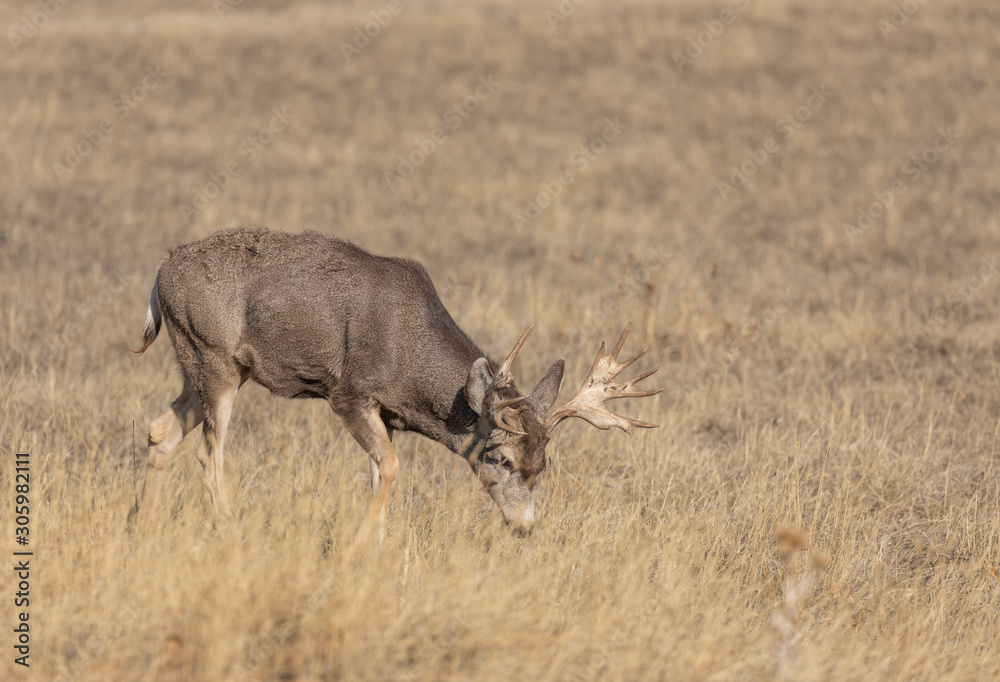 Mule Deer Buck in Colorado in Autumn Mule Deer Buck in Colorado in Autumn