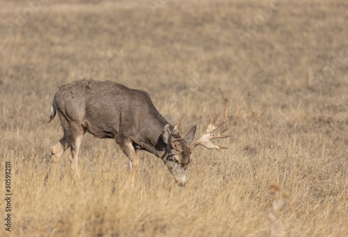 Mule Deer Buck in Colorado in Autumn © natureguy