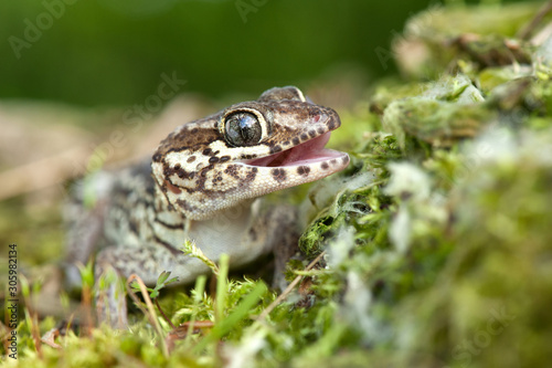 Paroedura picta photo