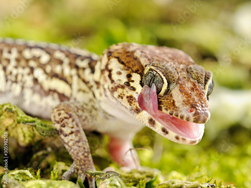 Paroedura picta photo
