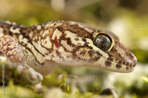 Paroedura picta photo