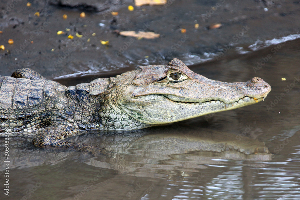 Fototapeta premium Cayman in Costa Rica. Head of a crocodile closeup.
