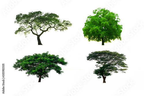 Isolated trees on white background , The collection of trees,set of eight green trees isolated on white background.