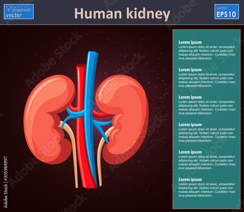 Human kidney anatomy vector illustration.