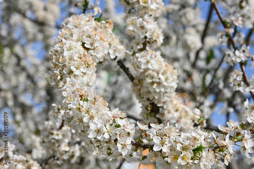 Close up white cherry blossom over clear blue sky © breakingthewalls