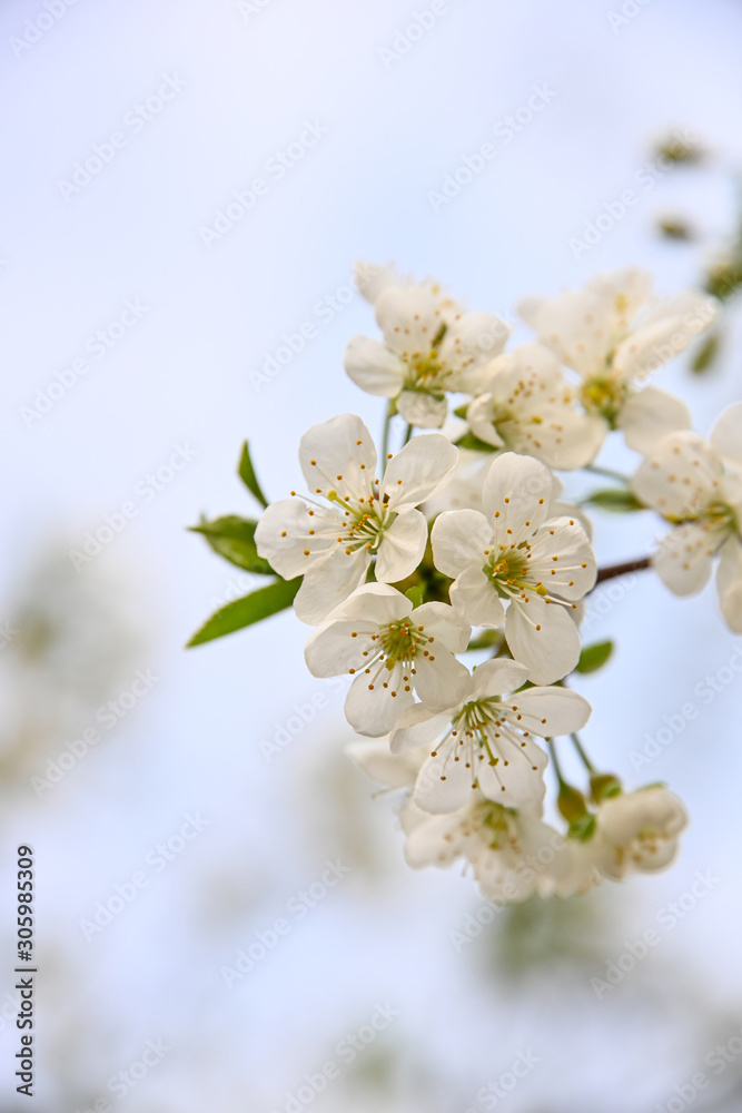 Close up white cherry blossom over clear blue sky