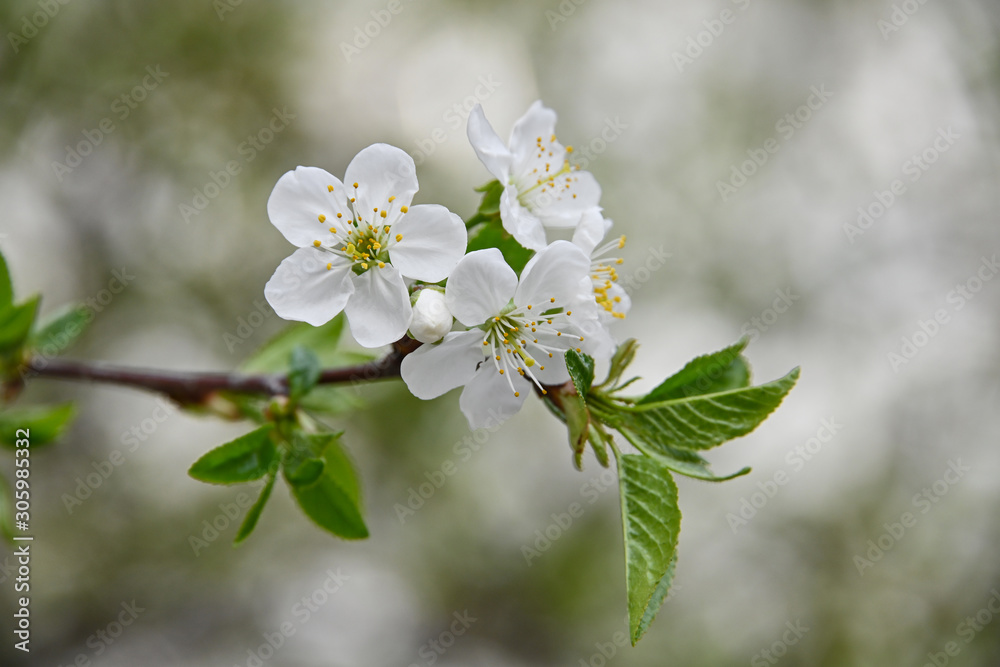 Obraz premium Close up white cherry blossom