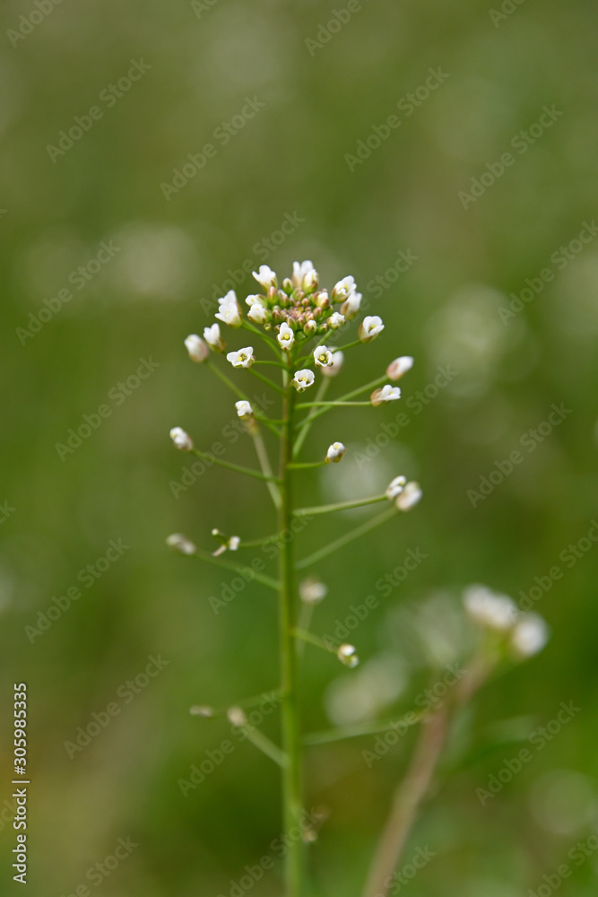 Close up white Capsella flowers in green grass Close up white Capsella flowers in green grass